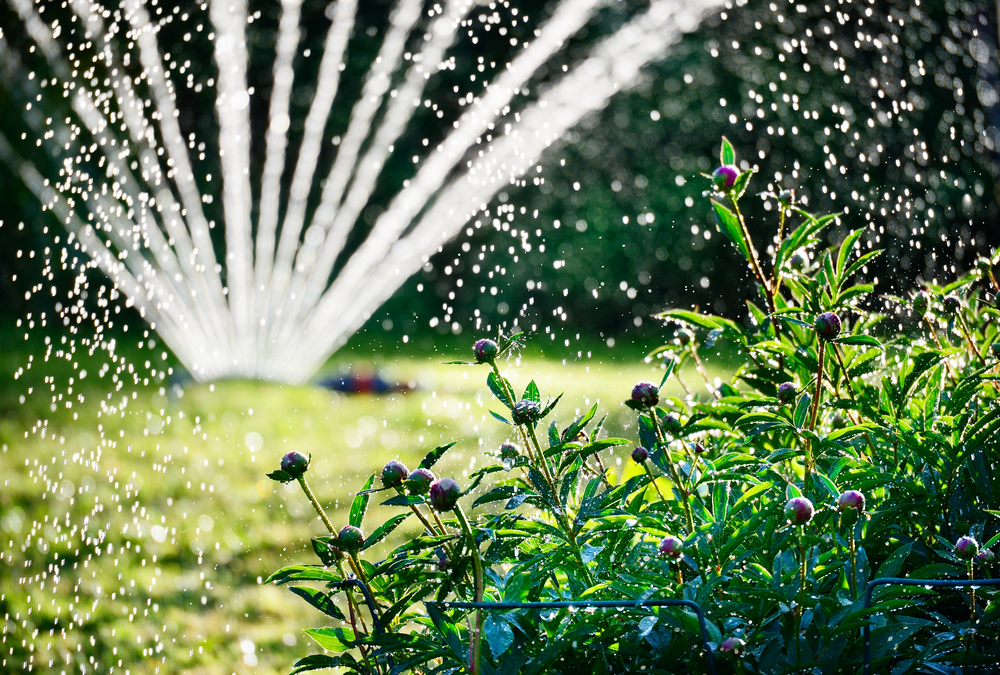Woda deszczowa wykorzystywana do podlewania ogrodu